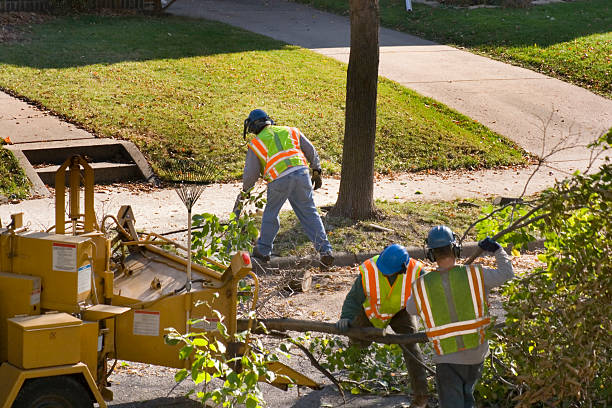 Best Tree Removal Services  in Woodbury, MN